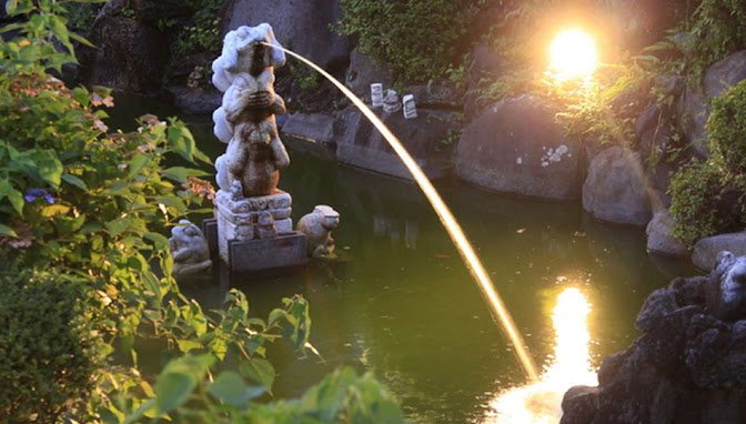 ガーデン館の中庭にある池、通称｢カエル池｣には沢山の鯉が・・・。