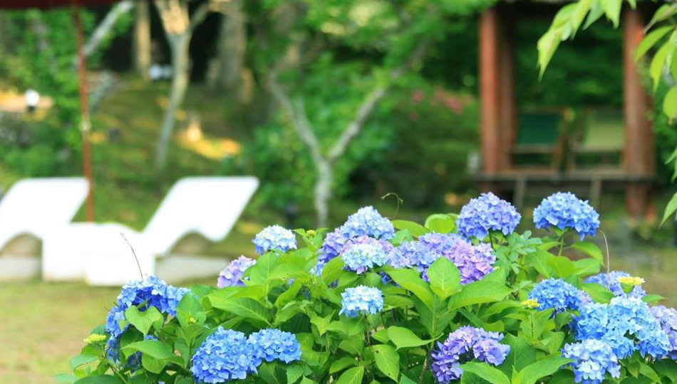 あじさいや桜など、敷地内では季節のお花も楽しめます。